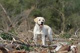 LABRADOR 143